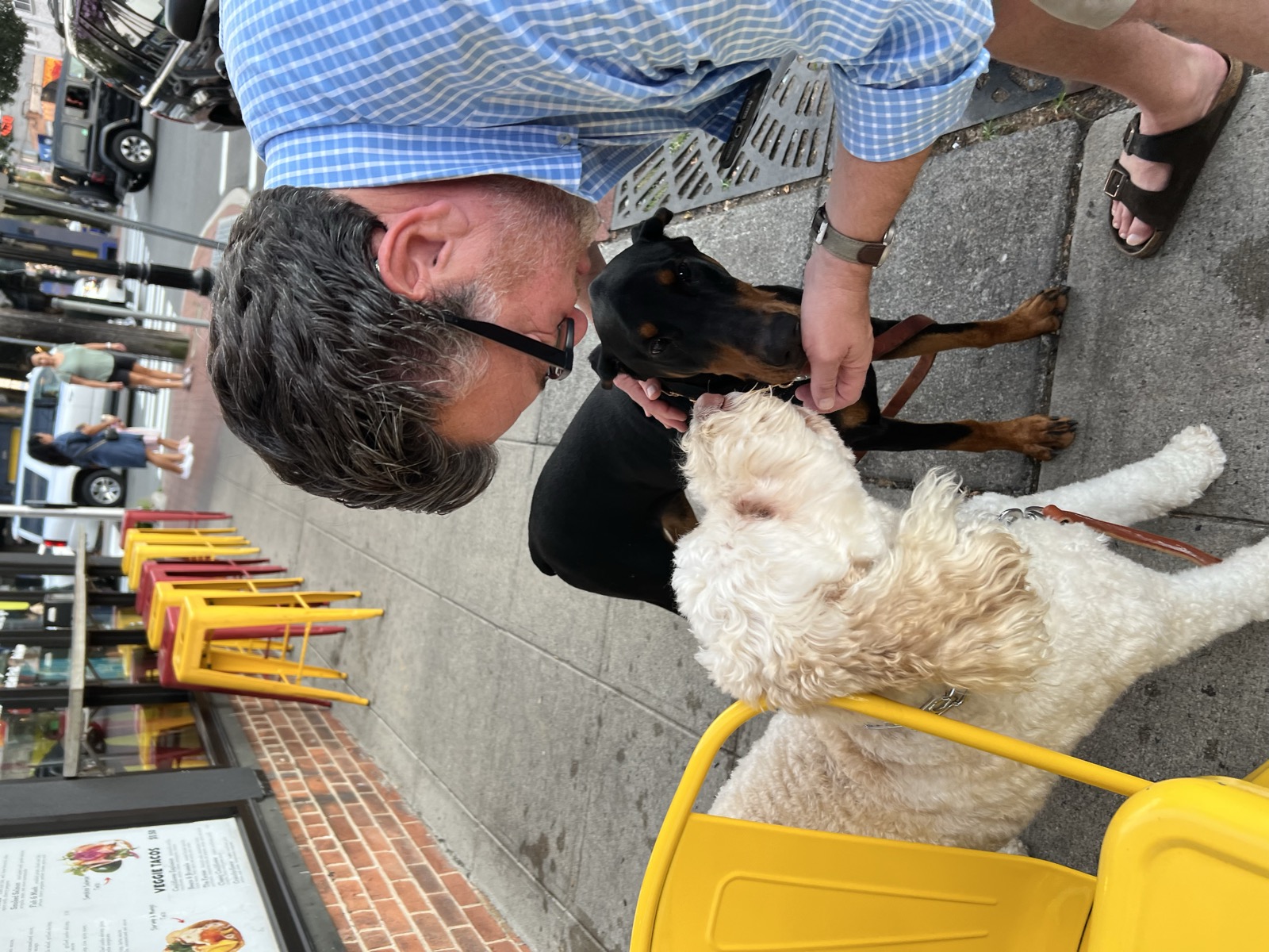 Dogs staying calm and settled at an outdoor restaurant patio