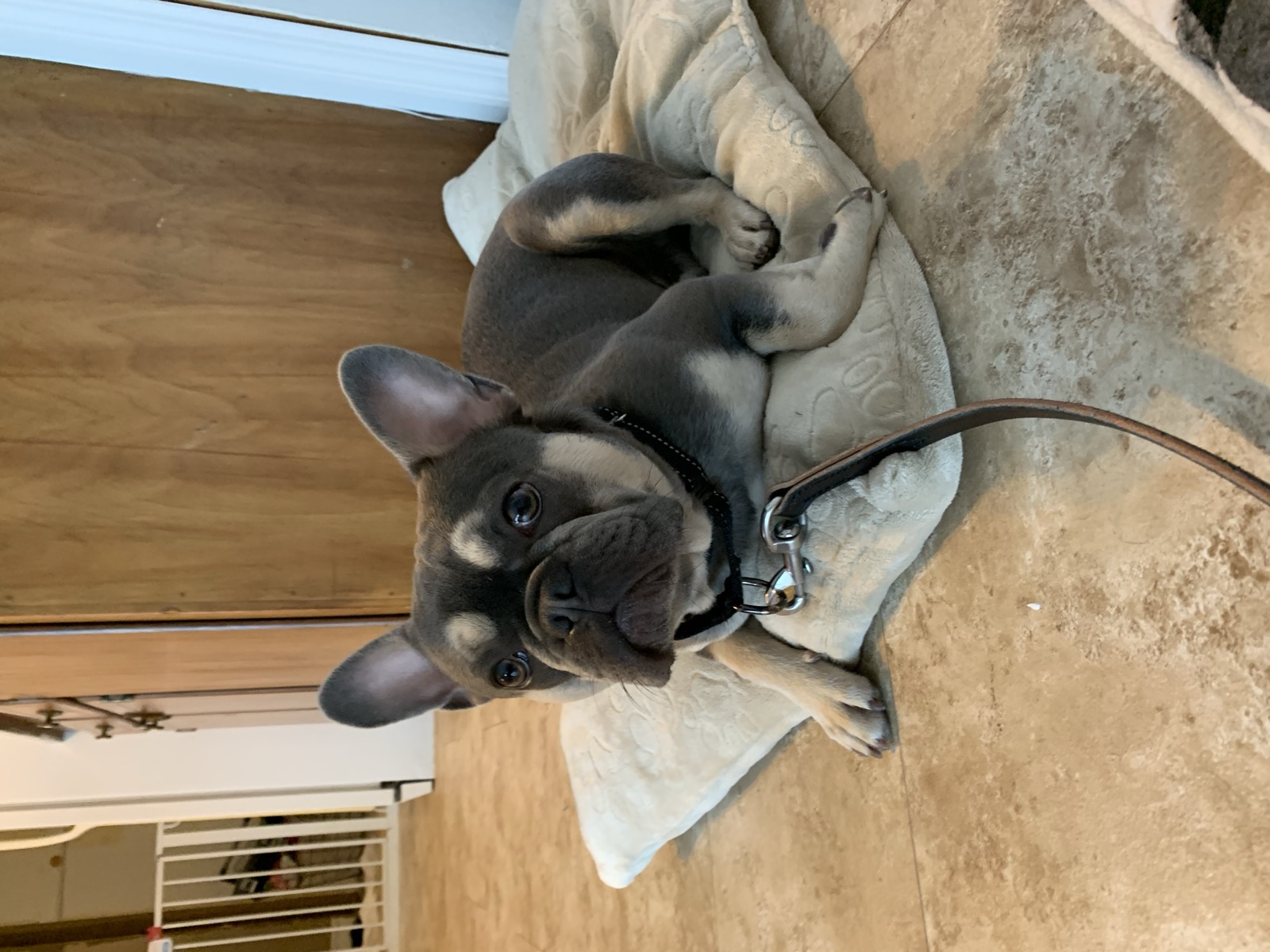 French bulldog puppy learning the place command on a training platform