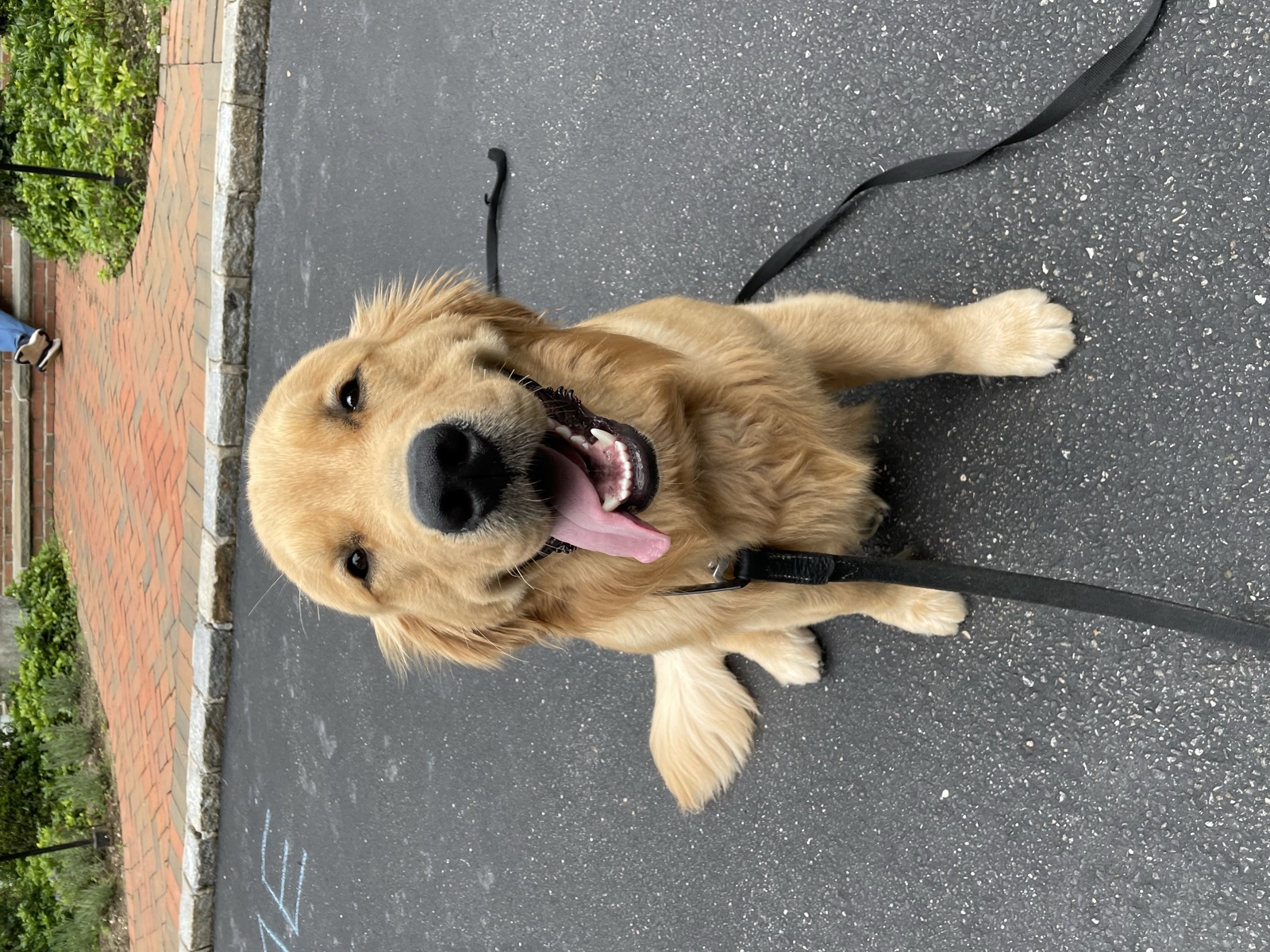 Golden retriever practicing sit on leash during a basic obedience training session